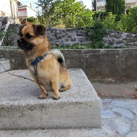 Nijona 1 4* トレビニエ